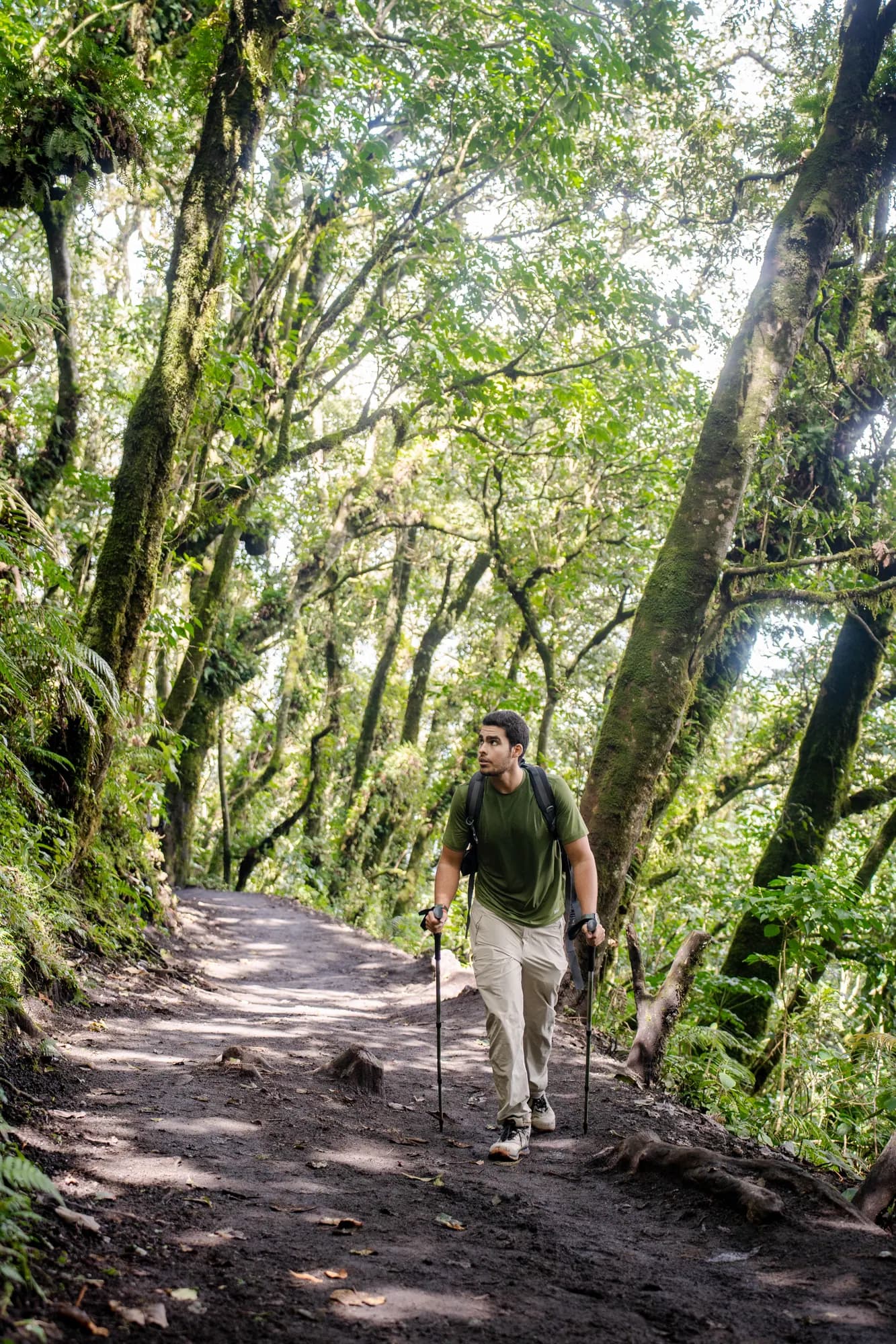 A hiker alone on the cloud forest trail
