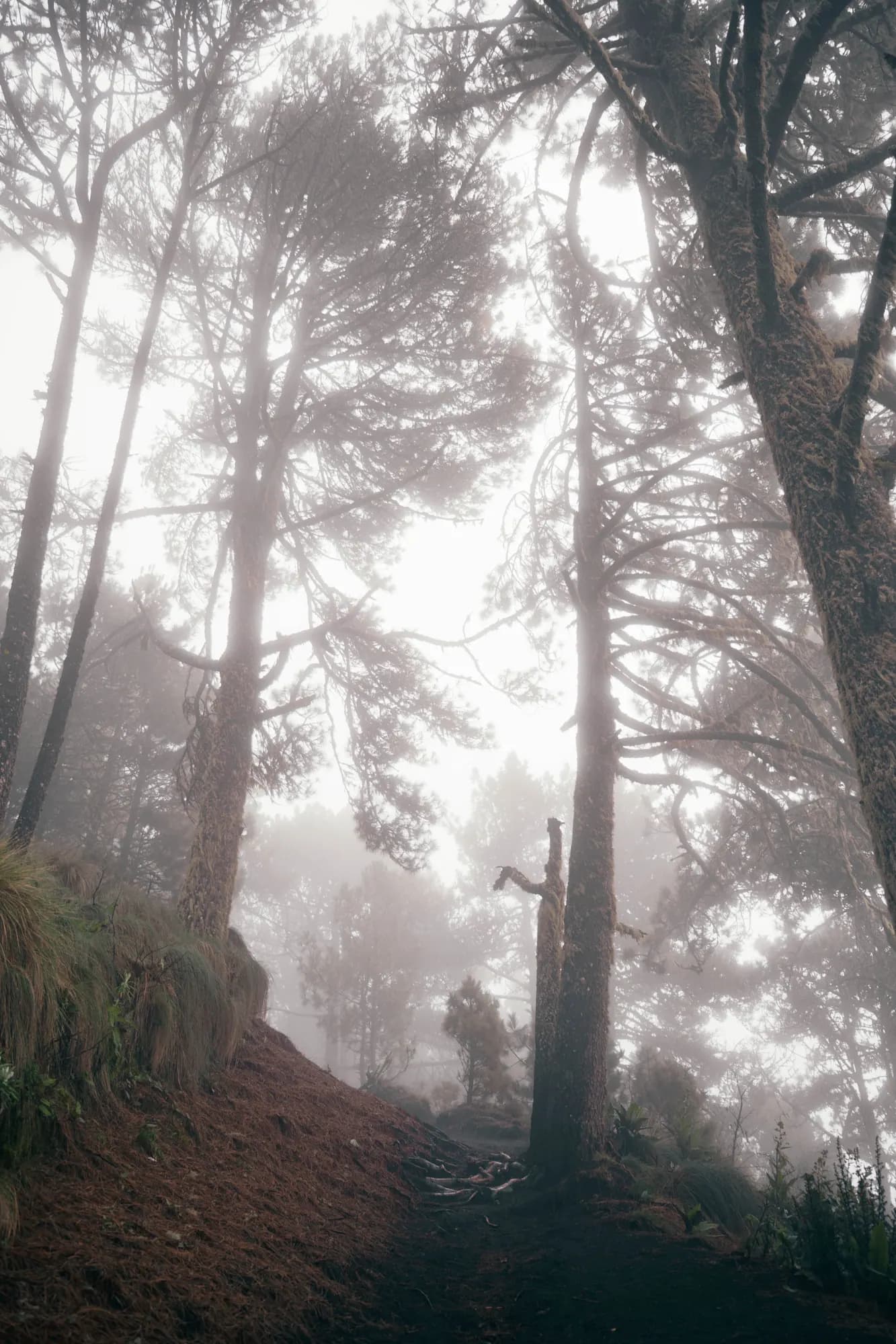 Mist drifting between the trees of the cloud forest